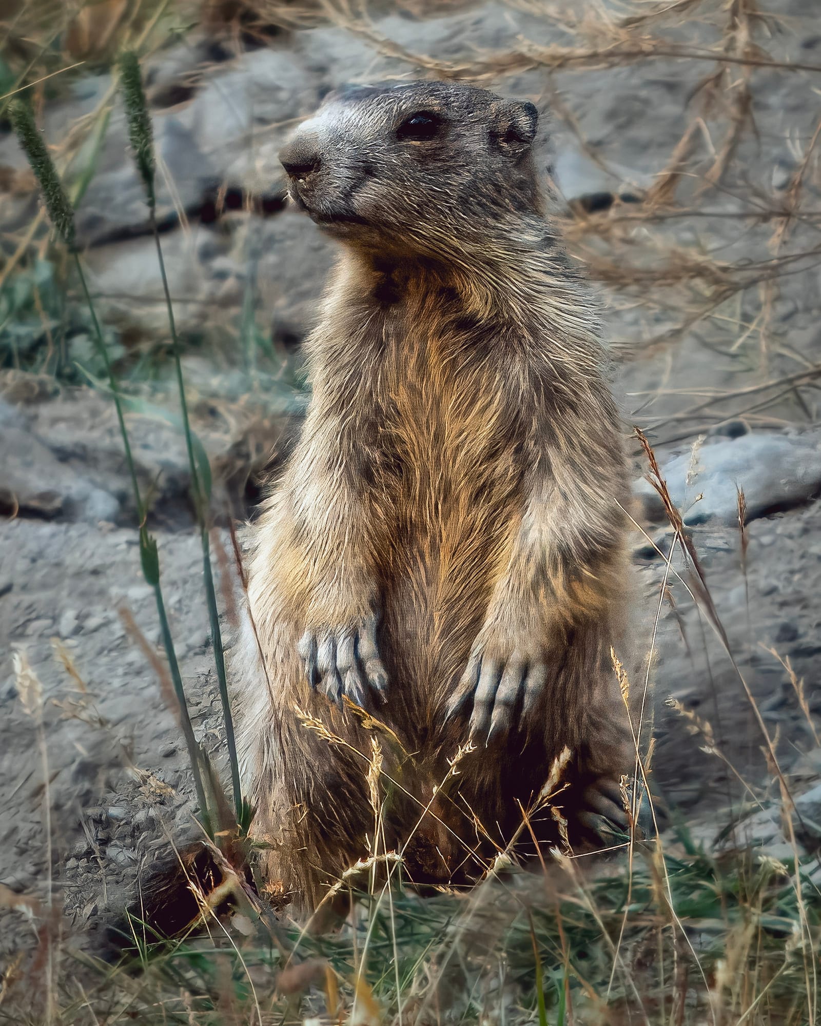 Marmotta in piedi tra le rocce