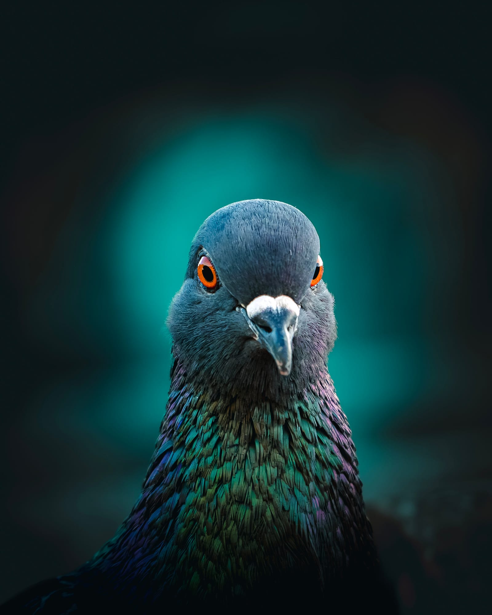 Ritratto frontale di piccione con collo iridescente