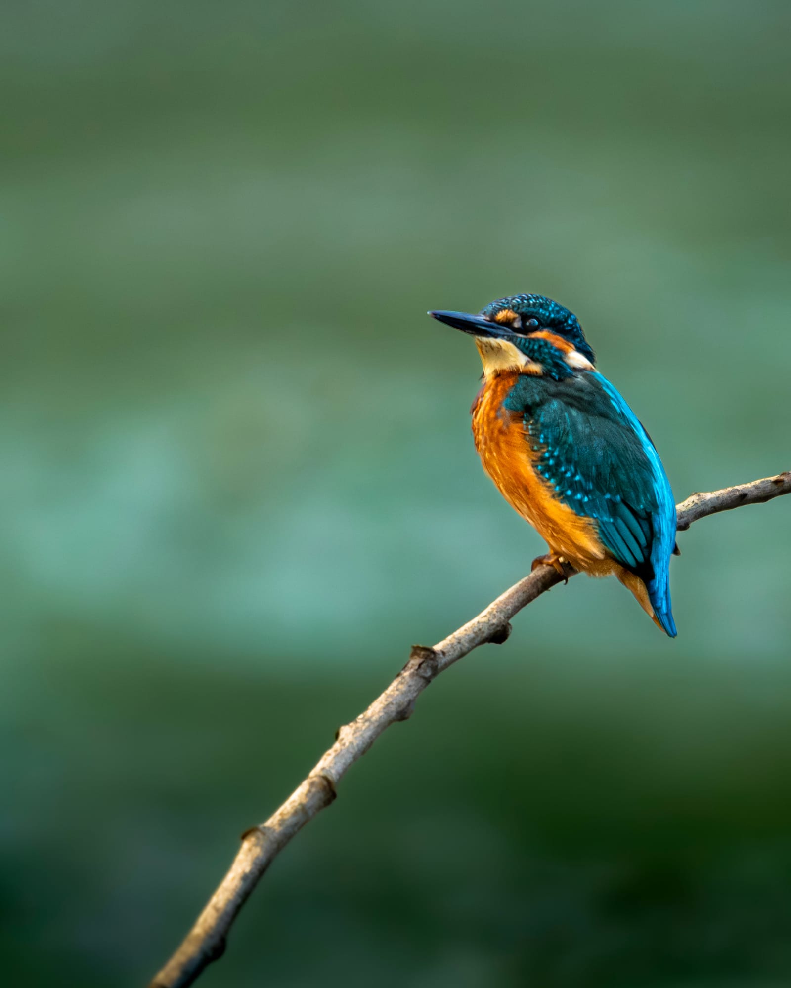 Martin pescatore su un rametto sopra l'acqua verde
