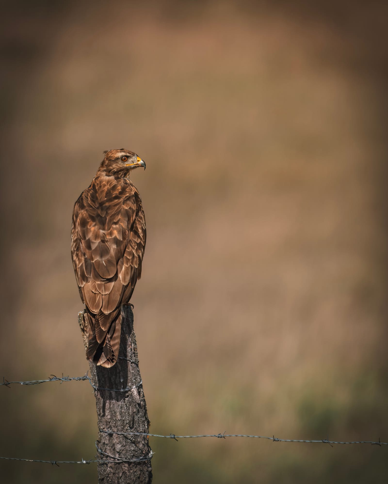 Poiana posata su un palo di recinzione